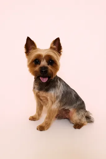 Groomer Rzeszów, Psi Fryzjer Lok&Dog